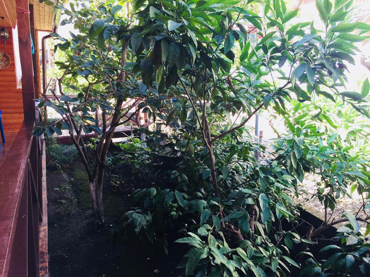 Guest House Nana Gagra Exterior foto